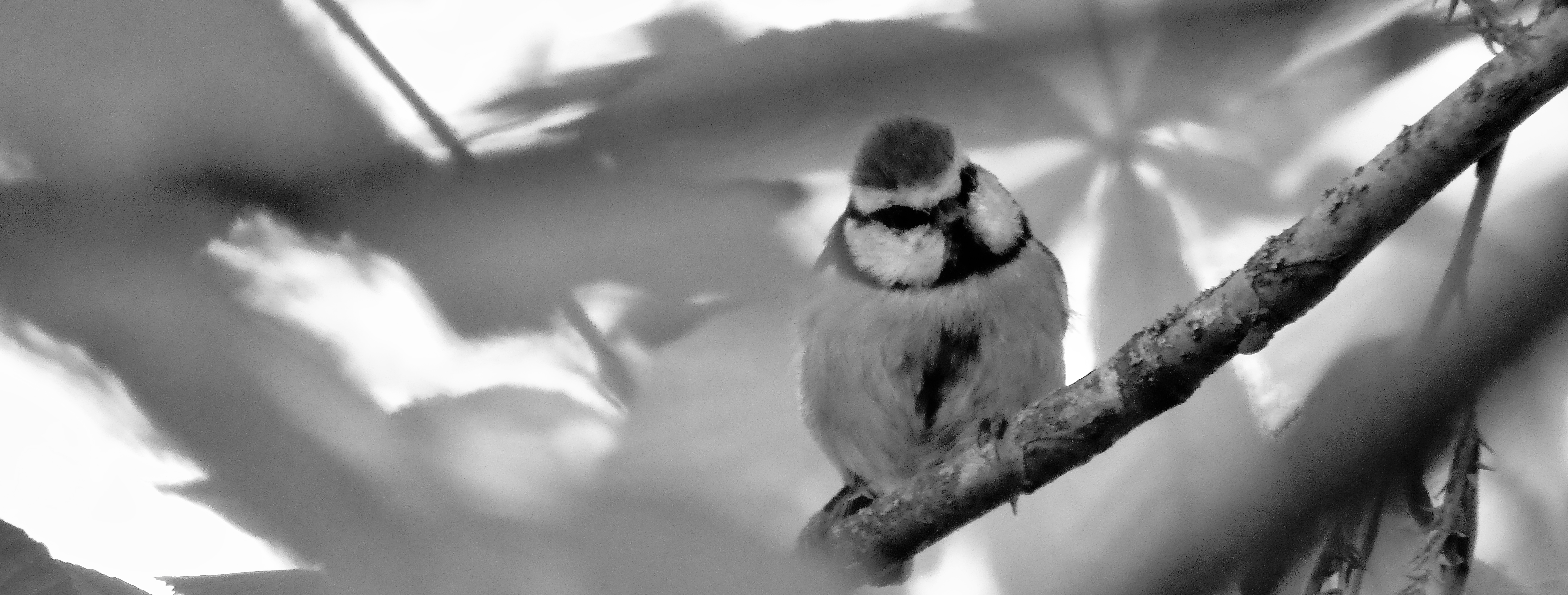 Bemused blue tit photo by Emily G. Simmonds